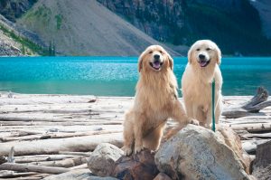 travelling dogs